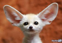 /album/lavenderheart/large-ears-png/